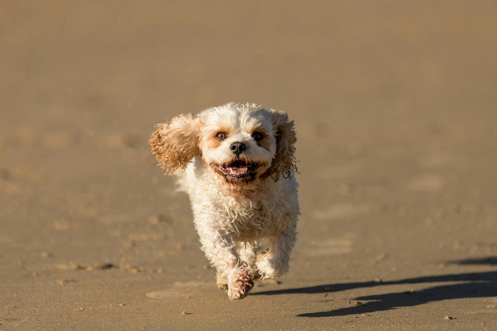 2018-0117-Tilly (18 of 38) - All Rights Reserved © 2017 Jo Lyons Photography
