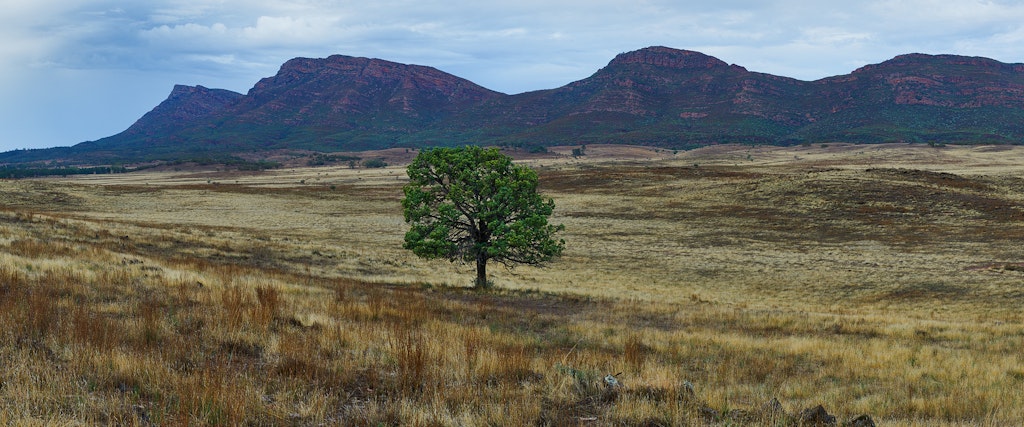 Wilpena01