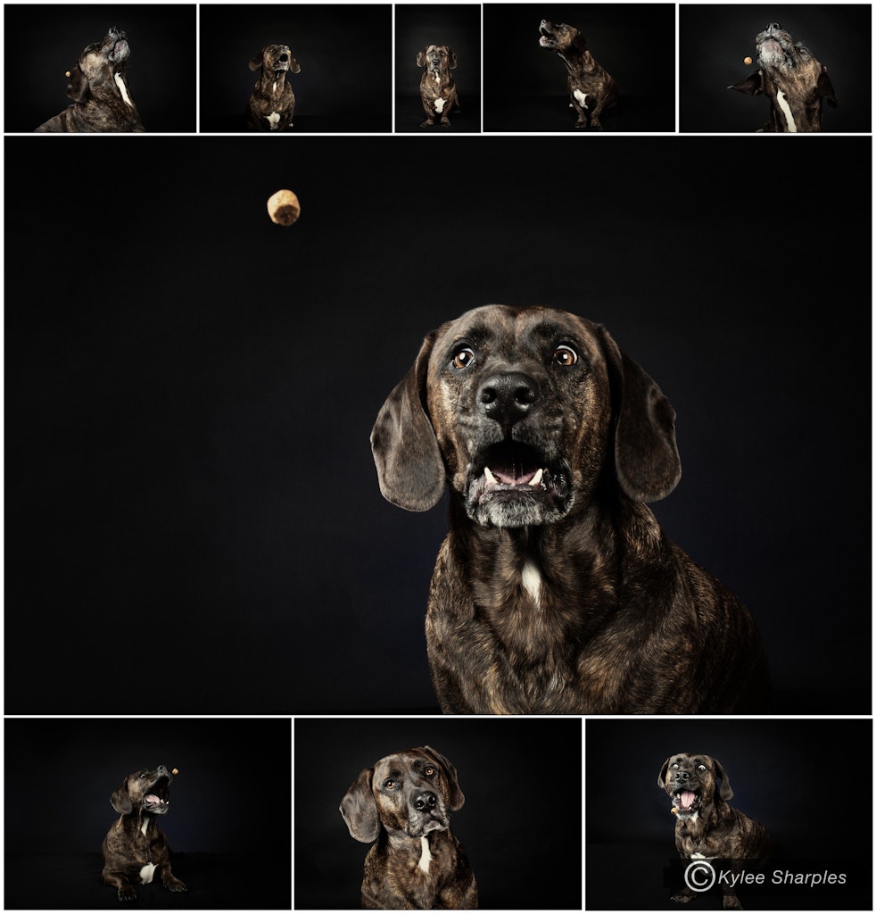 Taz